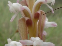 Satyrium longicauda var. longicauda spurs and bracts